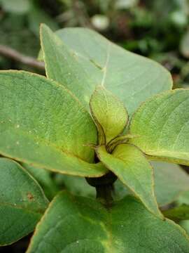 Image of cyrtandra