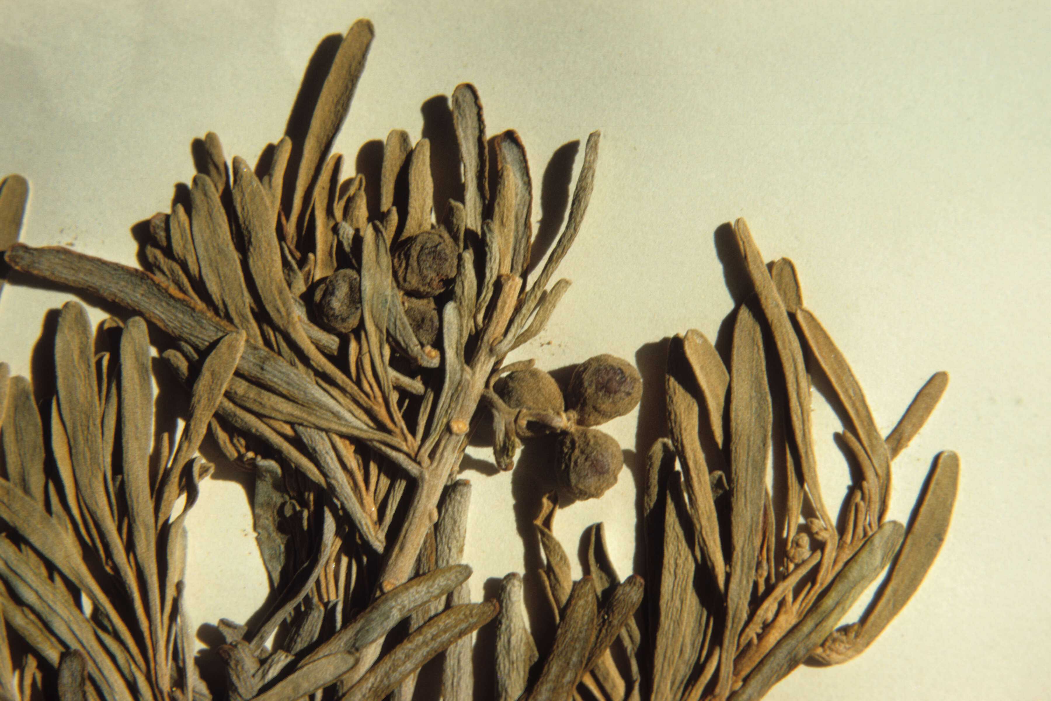 Cneorum pulverulentum (rights holder: )