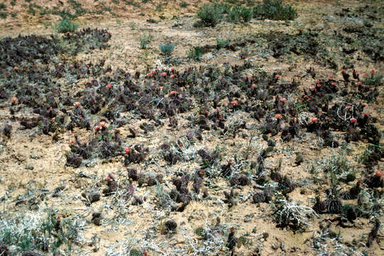 Image of Panhandle Prickly-pear