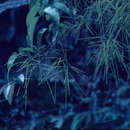 Image of Crypteronia paniculata Bl.