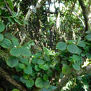 Image of Peperomia trifolia (L.) A. Dietrich