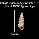 Image of <i>Alabina diomedeae</i> Bartsch 1911