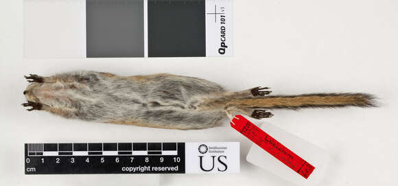 Image of Least Chipmunk