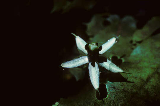 Image of Nymphaeales