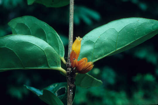 Image of Juanulloa