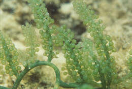 Image of sea grapes