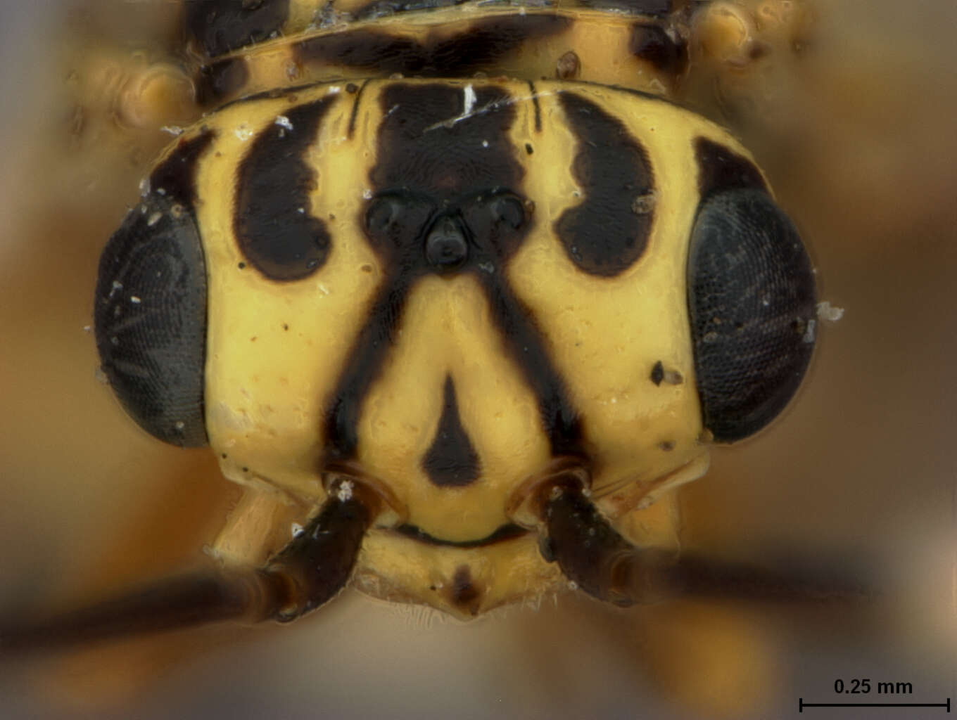 Image of xyelid sawflies