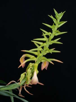 Image of Monocots