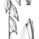 Image of Merostachys pauciflora Swallen