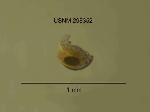Image of branchiopods