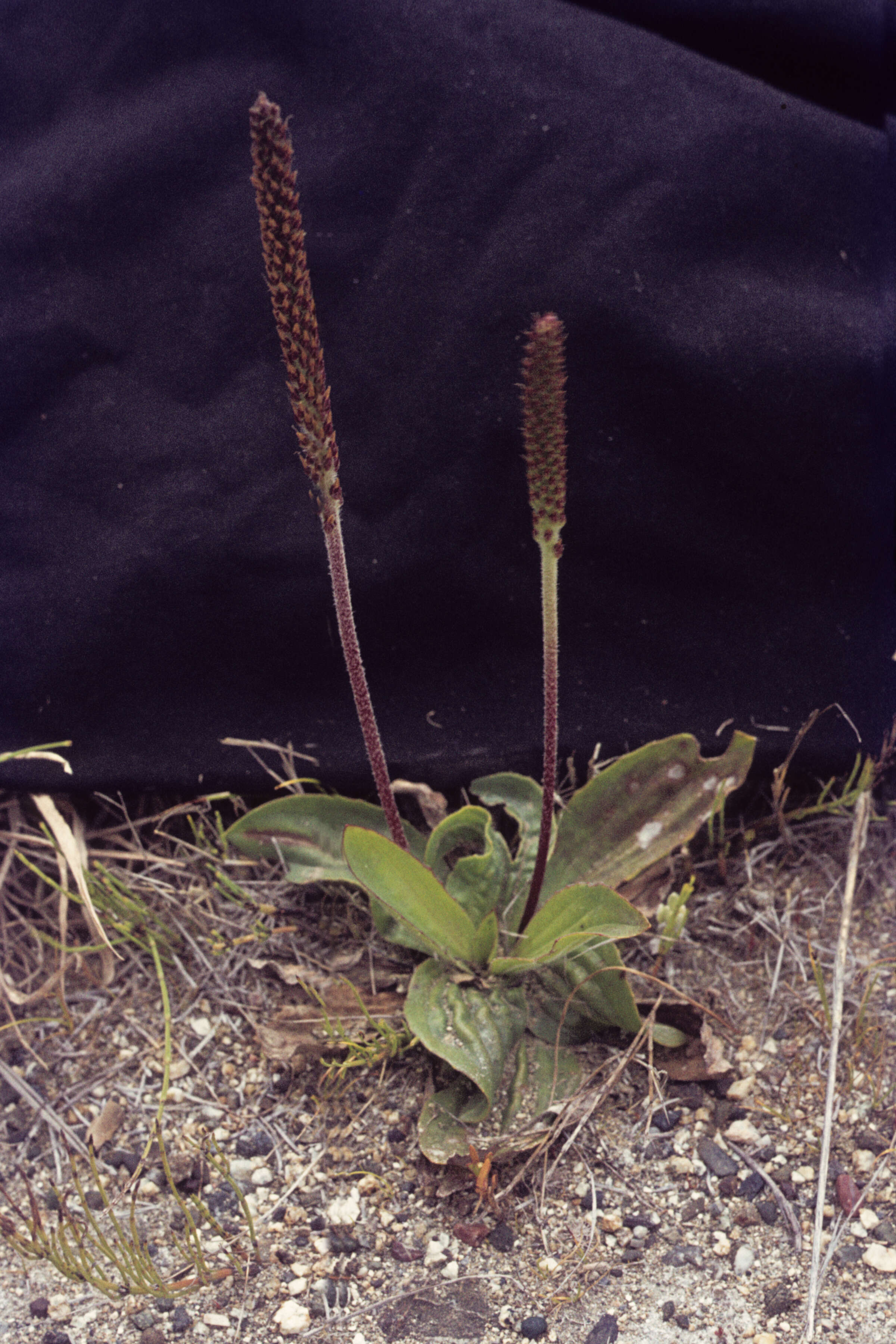 Plantago australis (rights holder: )