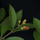 Image of Bonellia macrocarpa subsp. macrocarpa