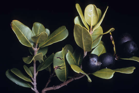 Image of darlingplum