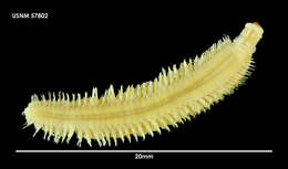Image of segmented worms