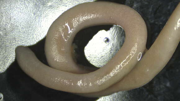 Image of solenogasters
