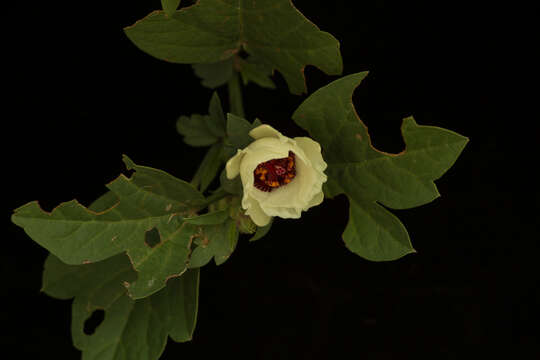 Image of flymallow