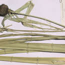 Image of Thurnia sphaerocephala (Rudge) Hook. fil.