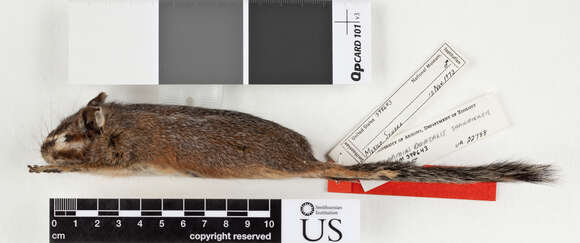 Image of Cliff Chipmunk