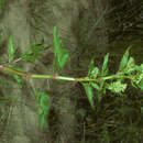 Image of Koenigia alpina (All.) T. M. Schust. & Reveal
