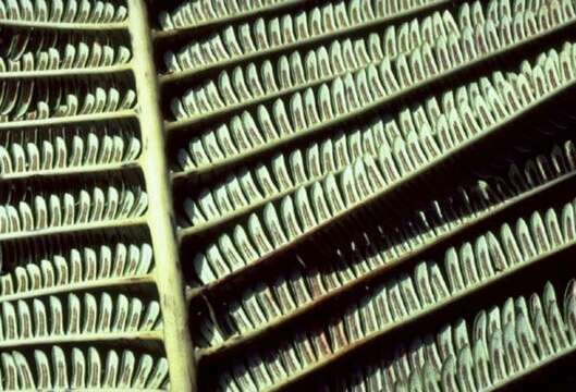 Image of blechnoids