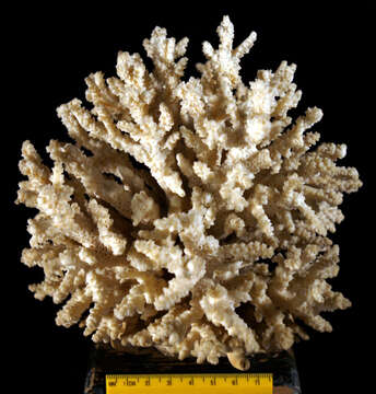 Image of staghorn corals
