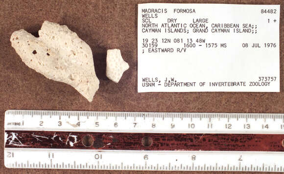 Image of Pocilloporidae Gray 1840