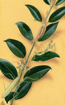 Image of arthropods