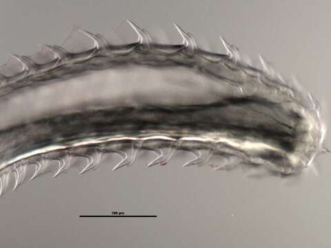 Image of Gnathifera