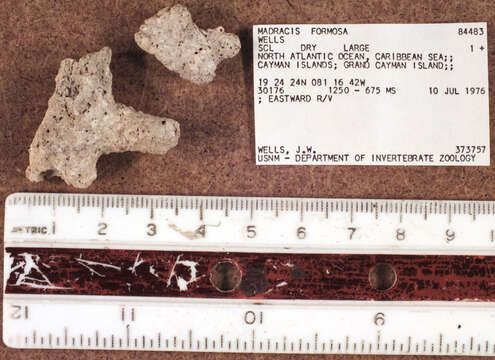 Image of Pocilloporidae Gray 1840
