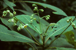 Image of Tovariaceae