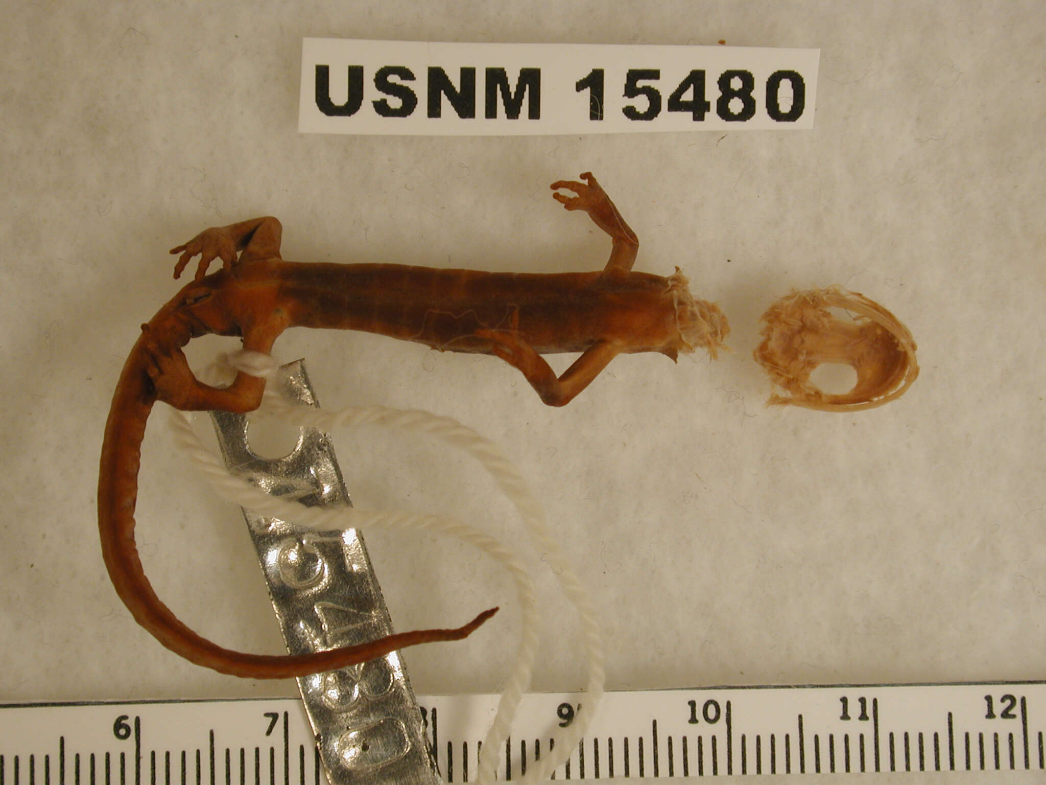 Image of salamanders