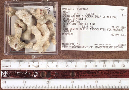 Image of Pocilloporidae Gray 1840