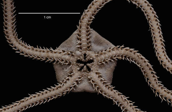 Image of brittle stars and basket stars