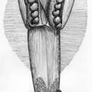 Image of Flaccisagitta enflata (Grassi 1881)