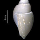 Image of Parabuccinum eltanini (Dell 1990)