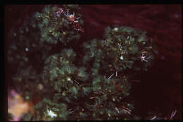 Image of Sporochnaceae