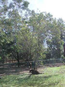 Image of Lanai Sandalwood