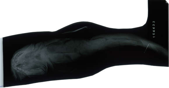 Image of Hexanchus