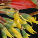 Image of <i>Aechmea costantinii</i> (Mez) L. B. Sm.