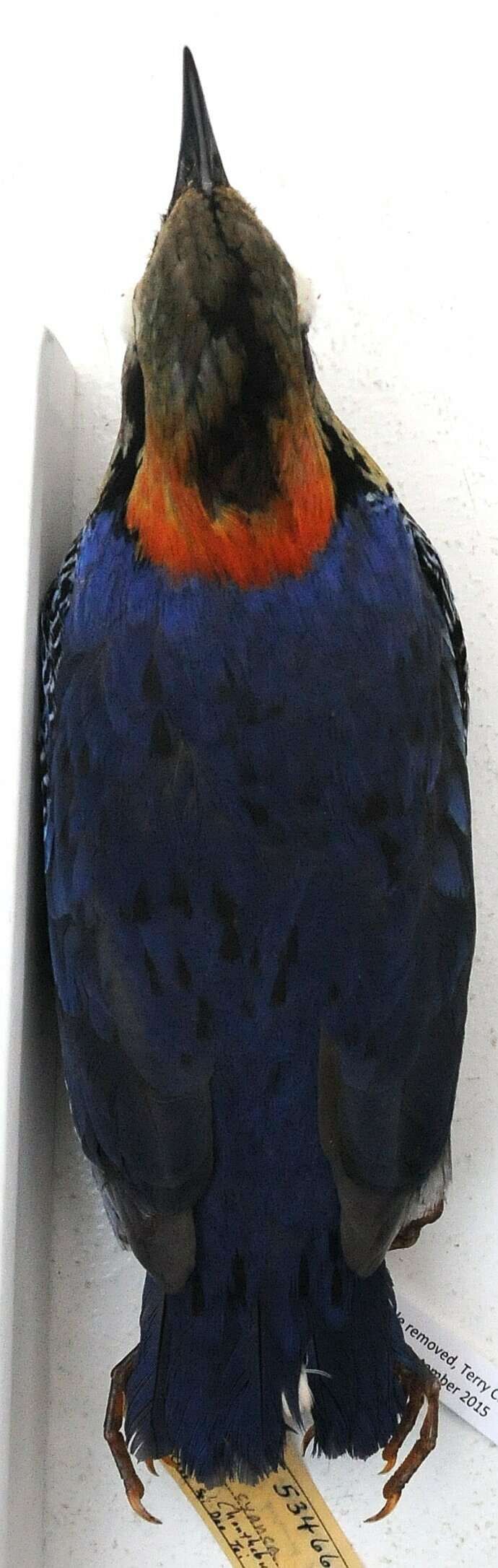 Image of birds