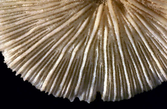 Image of Fungiidae Dana 1846