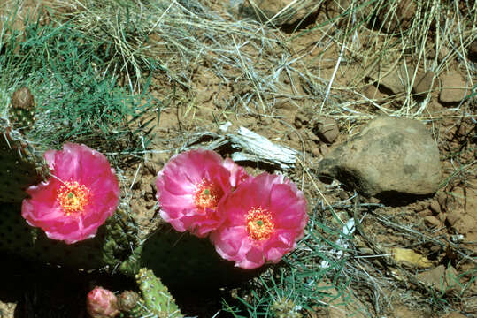 Image of Panhandle Prickly-pear