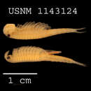 Image of Streptocephalus mackini W. G. Moore 1966