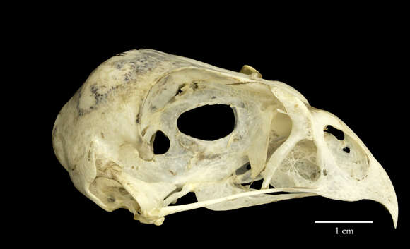 Image of raptors