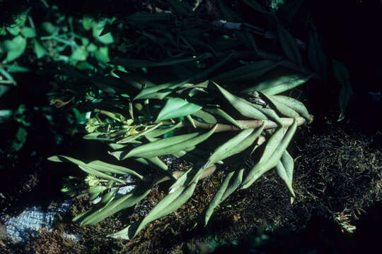 Image of Star orchids