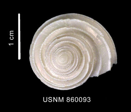 Image of Trochida
