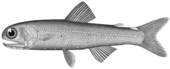 Image of Lampadena