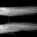 Image of Narrow barbel goby