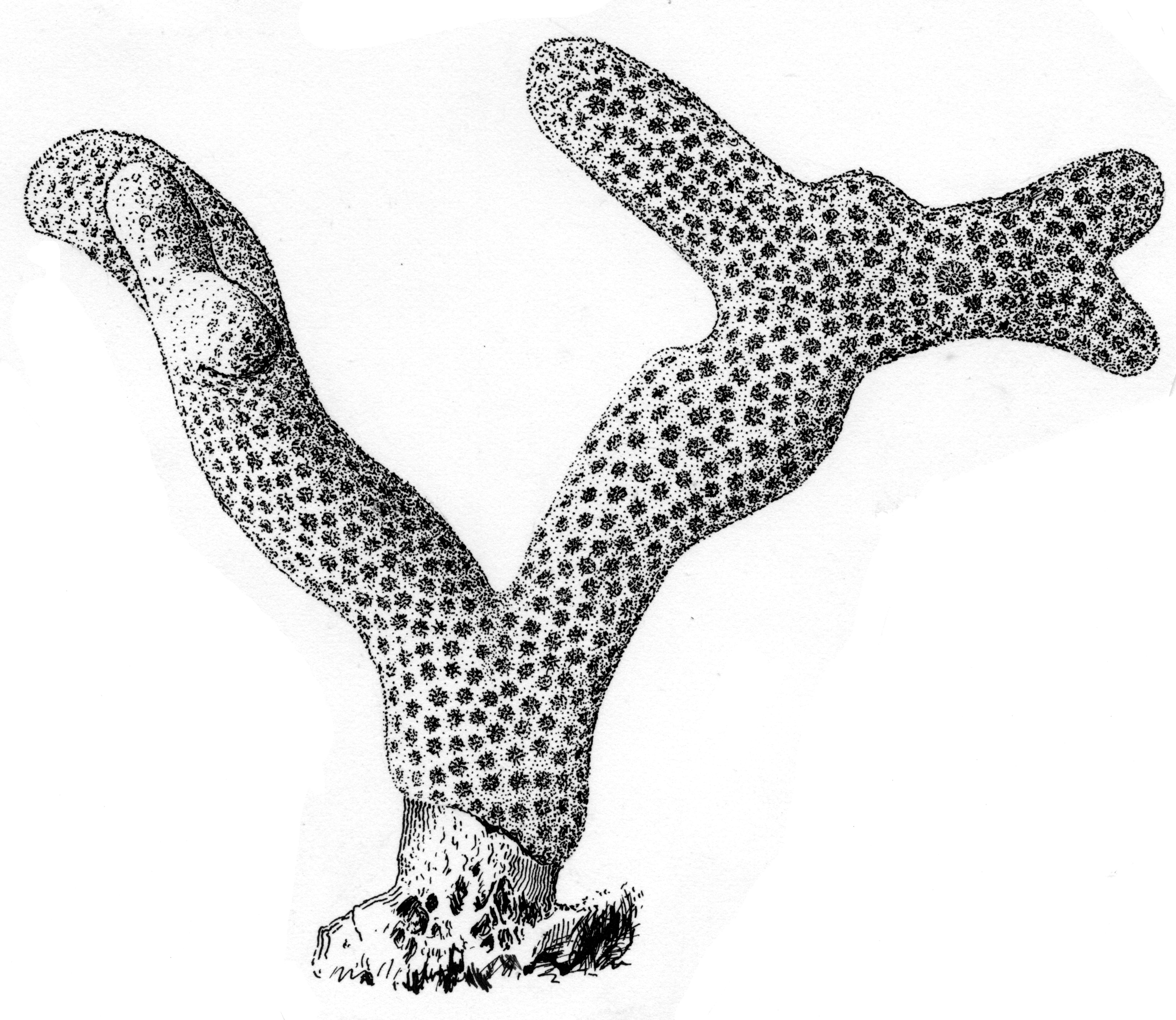 Image of Poritidae Gray 1840