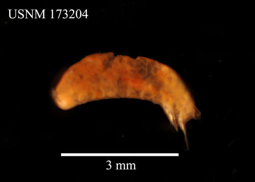 Image of Onisocryptus